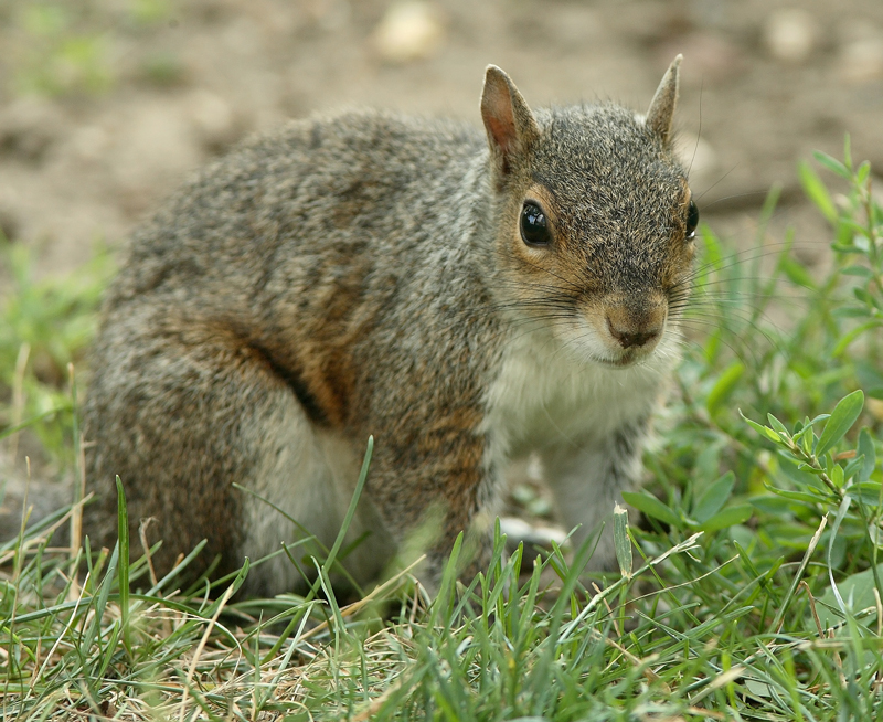 Orava
