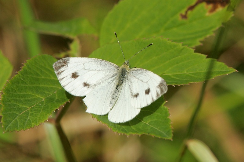 Lanttuperhonen