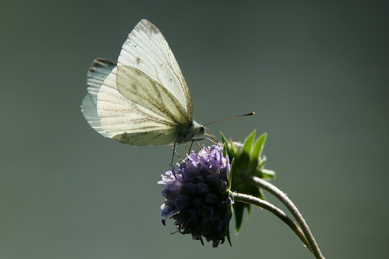 Lanttuperhonen