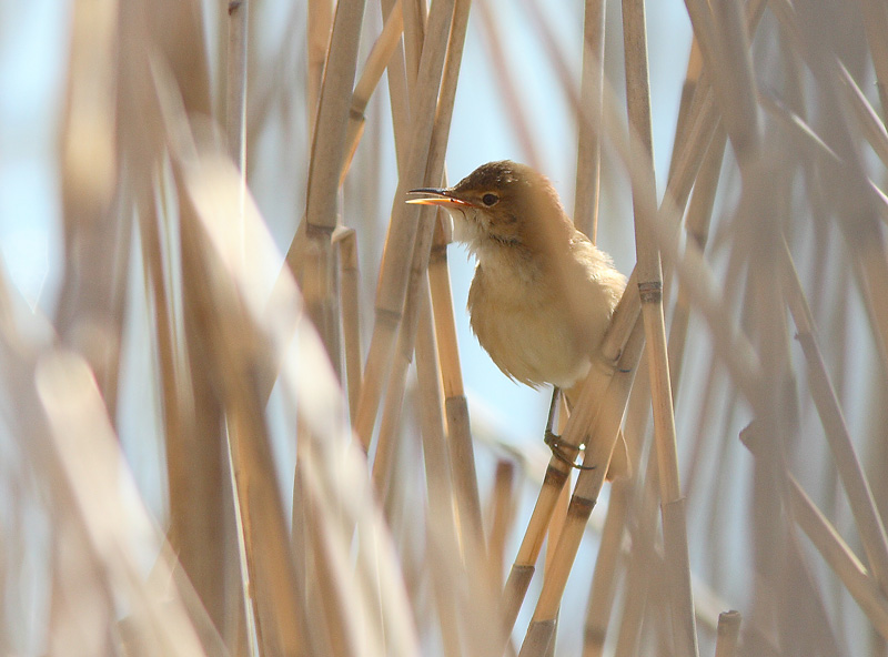 Rytikerttunen Acrocephalus scirpaceus