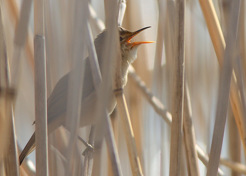 Rytikerttunen Acrocephalus scirpaceus