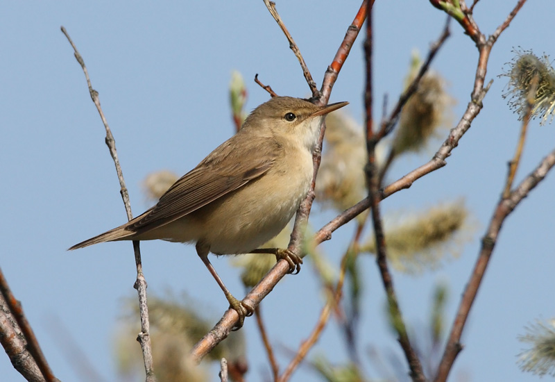 Rytikerttunen Acrocephalus scirpaceus