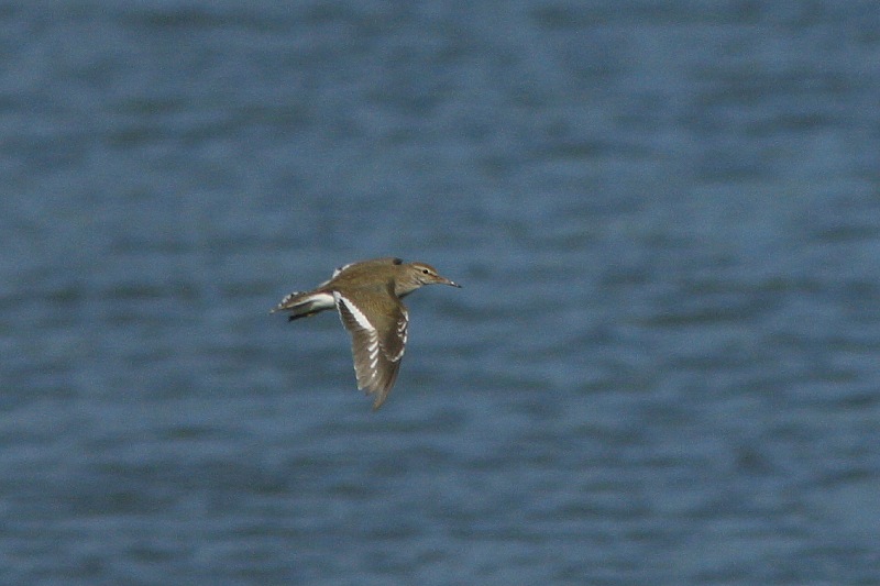 Rantasipi, Common Sandpiper (Actitis hypoleucos)