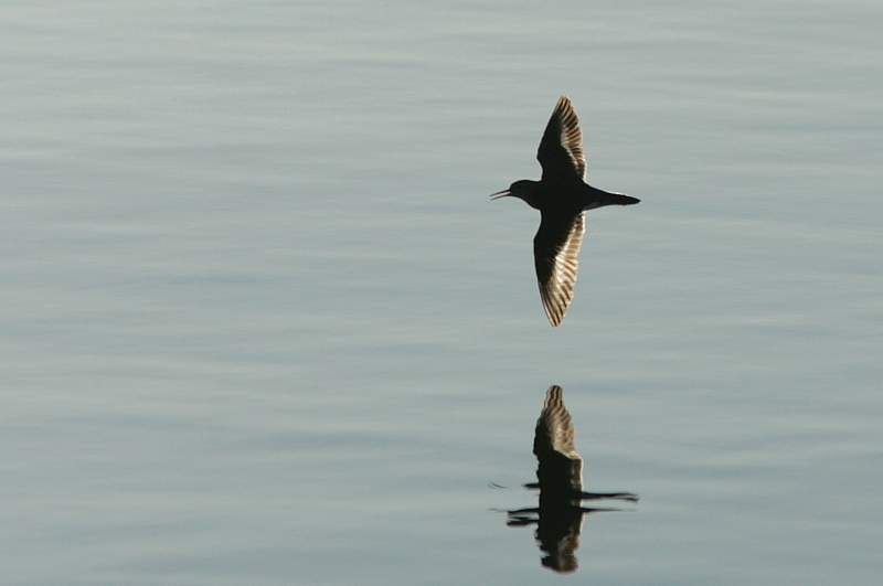 Rantasipi, Common Sandpiper (Actitis hypoleucos)