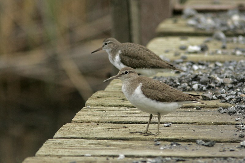 Rantasipi, Common Sandpiper (Actitis hypoleucos)