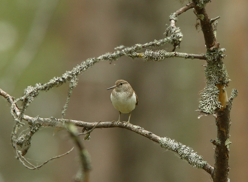 Rantasipi, Common Sandpiper (Actitis hypoleucos)