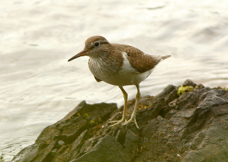 Rantasipi, Common Sandpiper (Actitis hypoleucos)