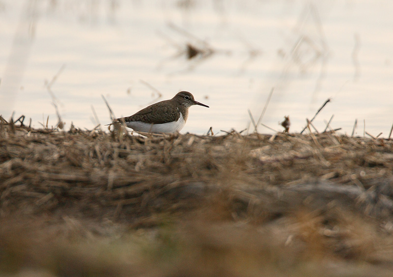 Rantasipi, Common Sandpiper (Actitis hypoleucos)