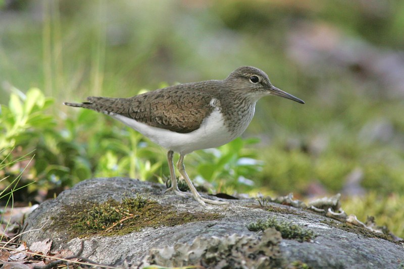 Rantasipi, Common Sandpiper (Actitis hypoleucos)