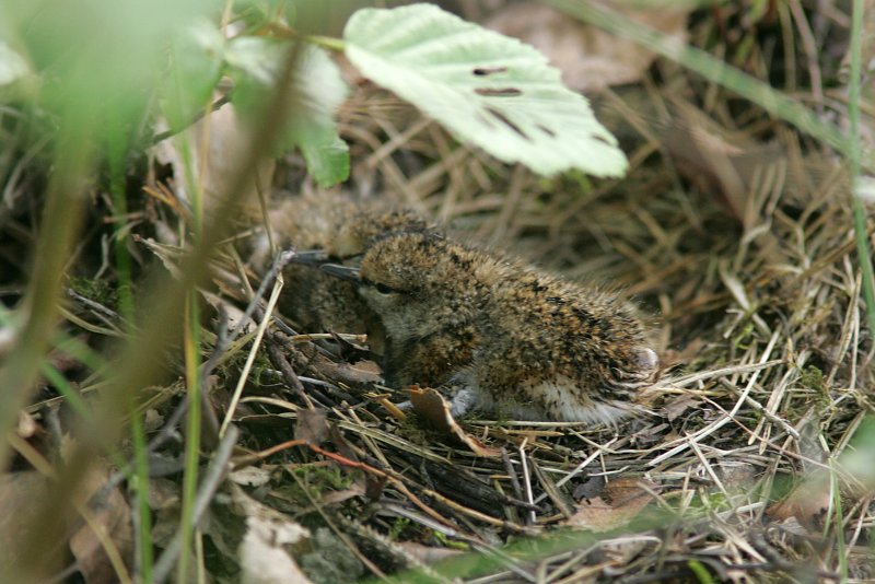Rantasipi, Common Sandpiper (Actitis hypoleucos)