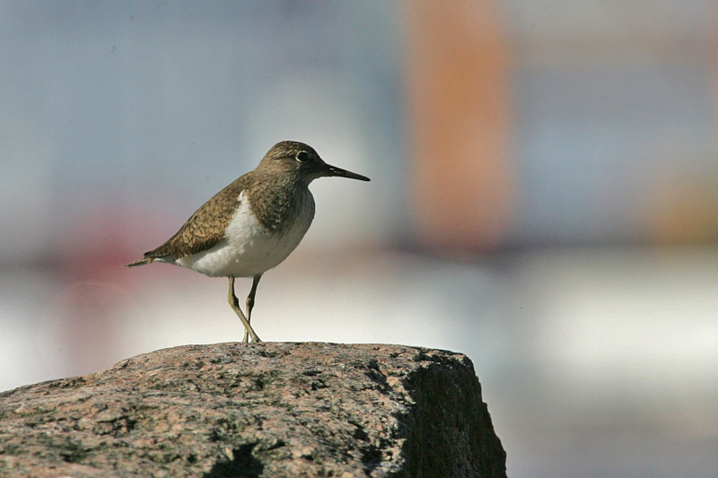 Rantasipi, Common Sandpiper (Actitis hypoleucos)