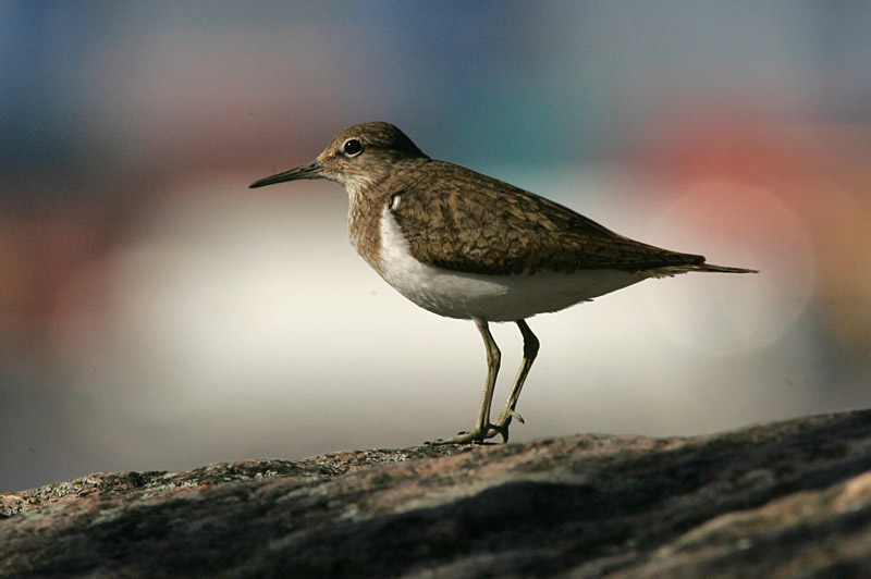 Rantasipi, Common Sandpiper (Actitis hypoleucos)