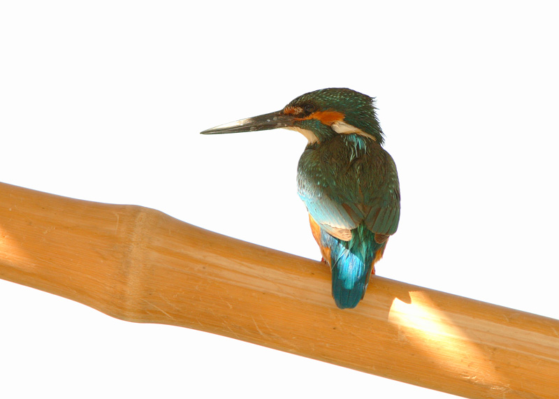 Kuningaskalastaja Alcedo atthis