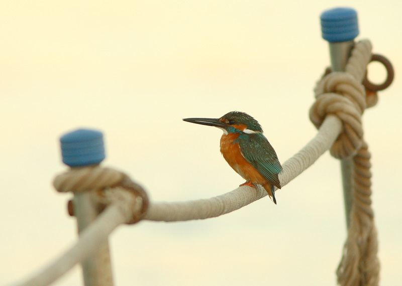 Kuningaskalastaja Alcedo atthis
