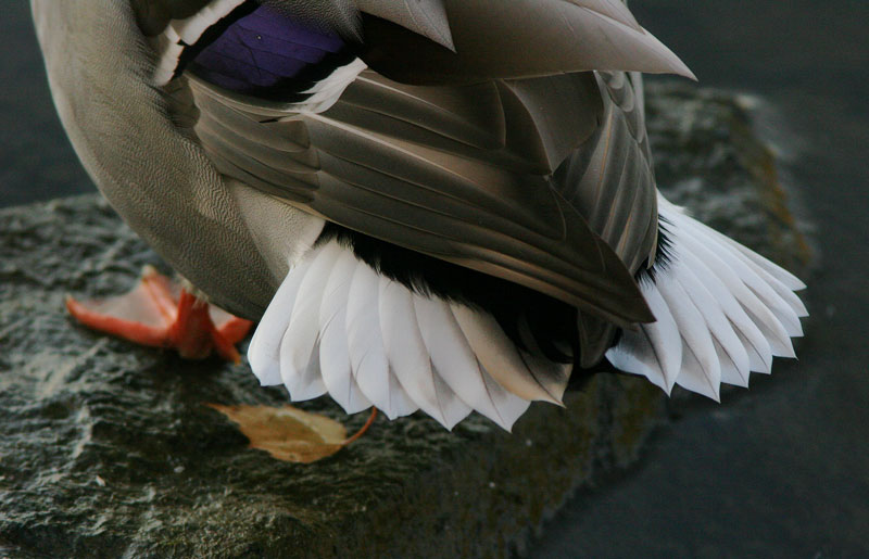 Sinisorsa (Anas plathyrnychos)