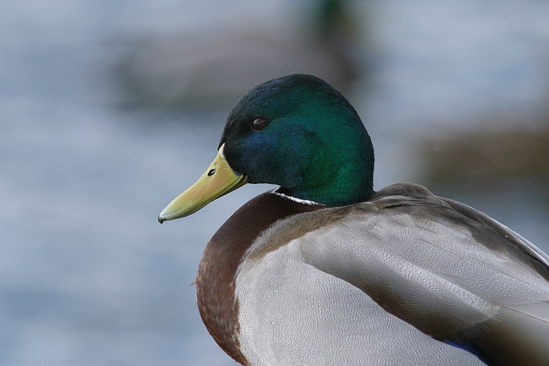 Sinisorsa, Mallard (Anas plathyrnychos)