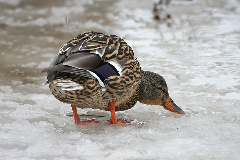 Sinisorsa, Mallard (Anas plathyrnychos)