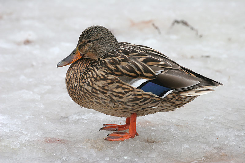 Sinisorsa, Mallard (Anas plathyrnychos)