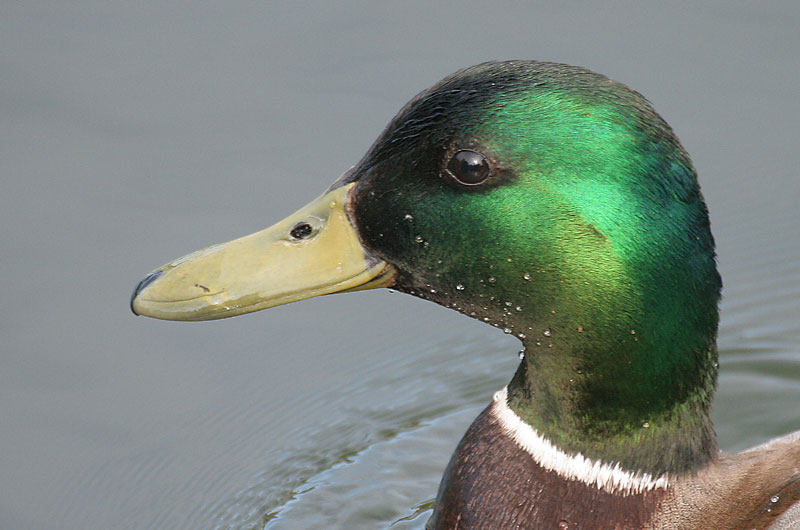 Sinisorsa, Mallard (Anas plathyrnychos)