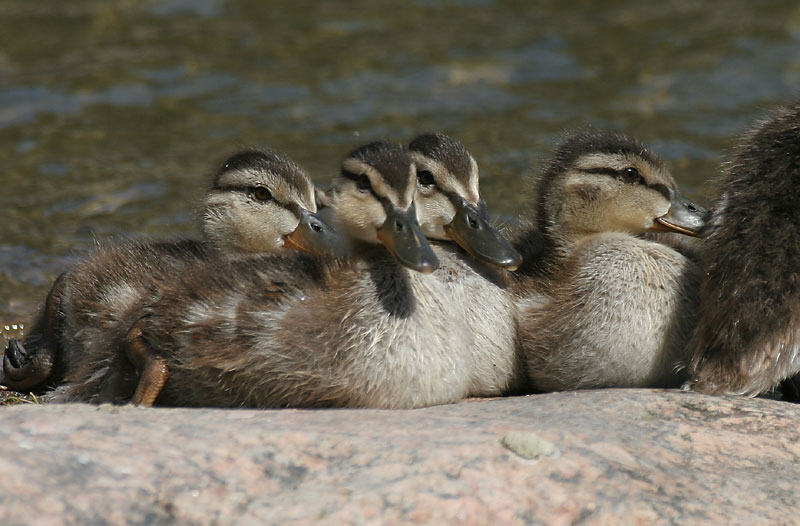Sinisorsa, Mallard (Anas plathyrnychos)