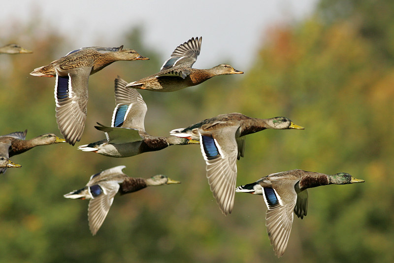 Sinisorsa, Mallard (Anas plathyrnychos)