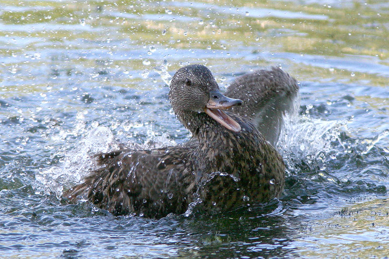 Harmaasorsa, Gadwall (Anas strepera)
