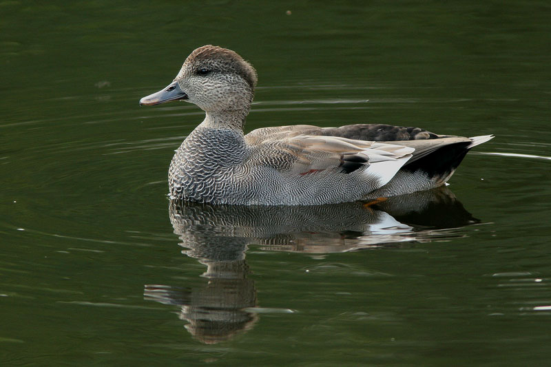 Harmaasorsa, Gadwall (Anas strepera)