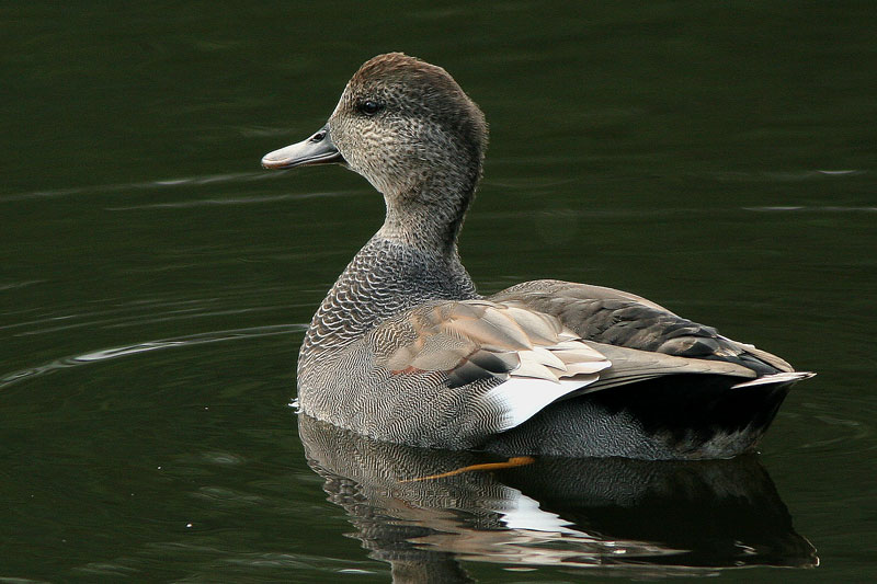 Harmaasorsa, Gadwall (Anas strepera)