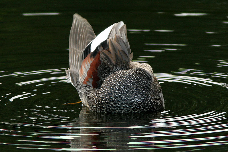 Harmaasorsa, Gadwall (Anas strepera)