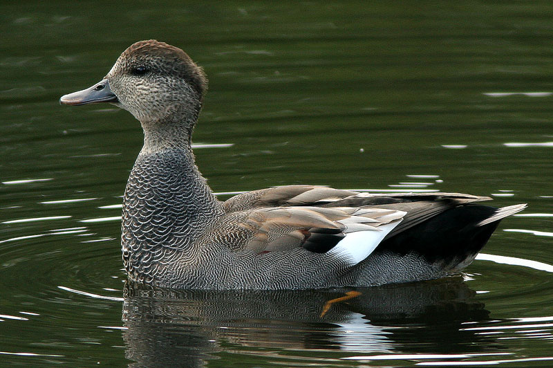 Harmaasorsa, Gadwall (Anas strepera)