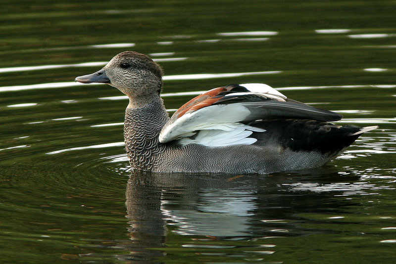 Harmaasorsa, Gadwall (Anas strepera)