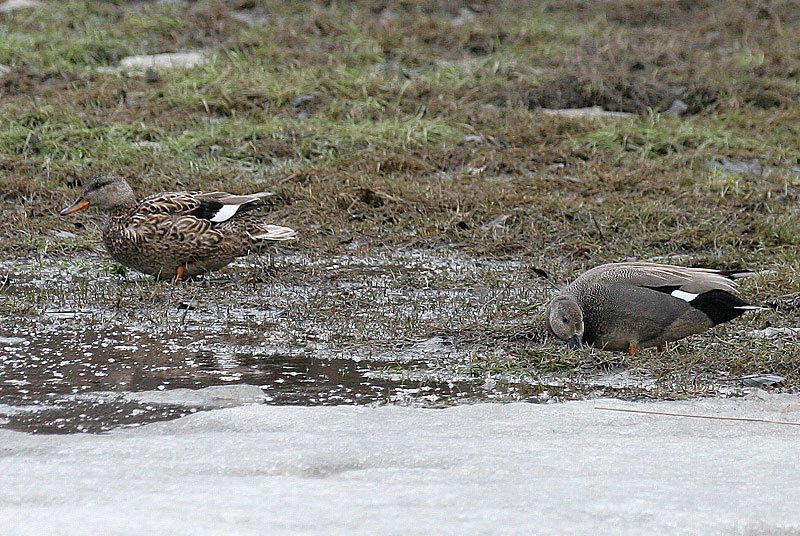 Harmaasorsa, Gadwall (Anas strepera)