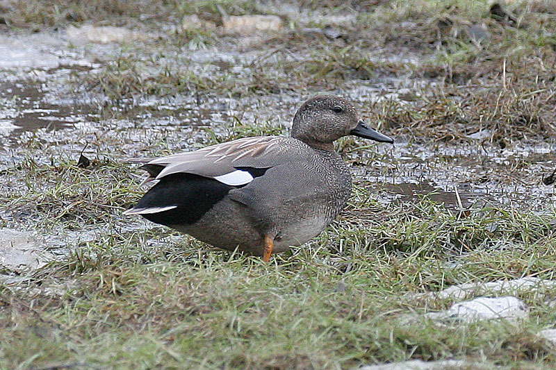 Harmaasorsa, Gadwall (Anas strepera)