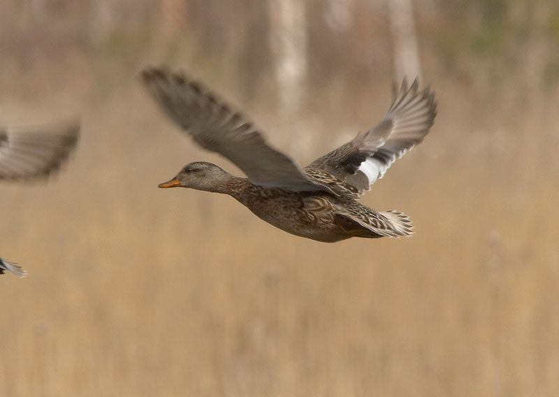 Harmaasorsa, Gadwall (Anas strepera)