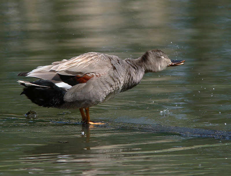 Harmaasorsa, Gadwall (Anas strepera)