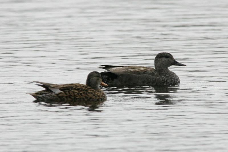 Harmaasorsa, Gadwall (Anas strepera)