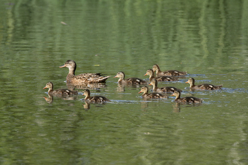 Harmaasorsa, Gadwall (Anas strepera)