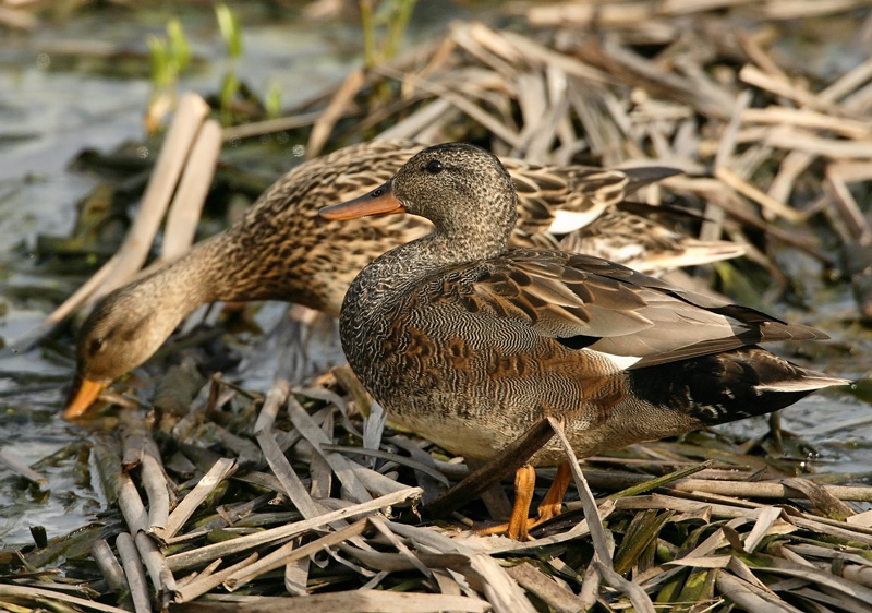Harmaasorsa, Gadwall (Anas strepera)