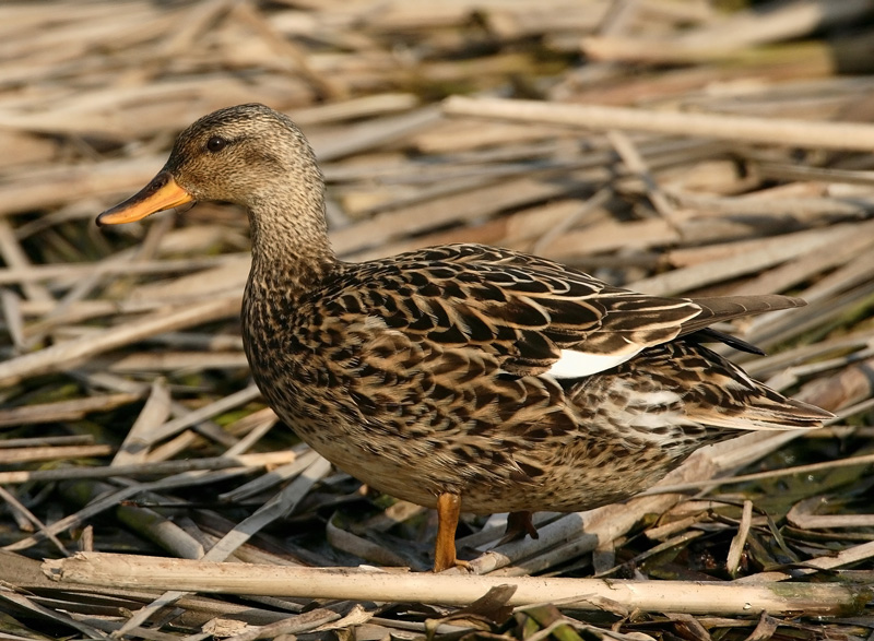 Harmaasorsa, Gadwall (Anas strepera)