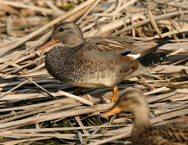 Harmaasorsa, Gadwall (Anas strepera)