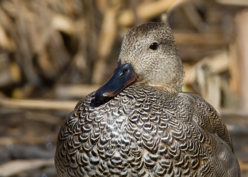 Harmaasorsa, Gadwall (Anas strepera)