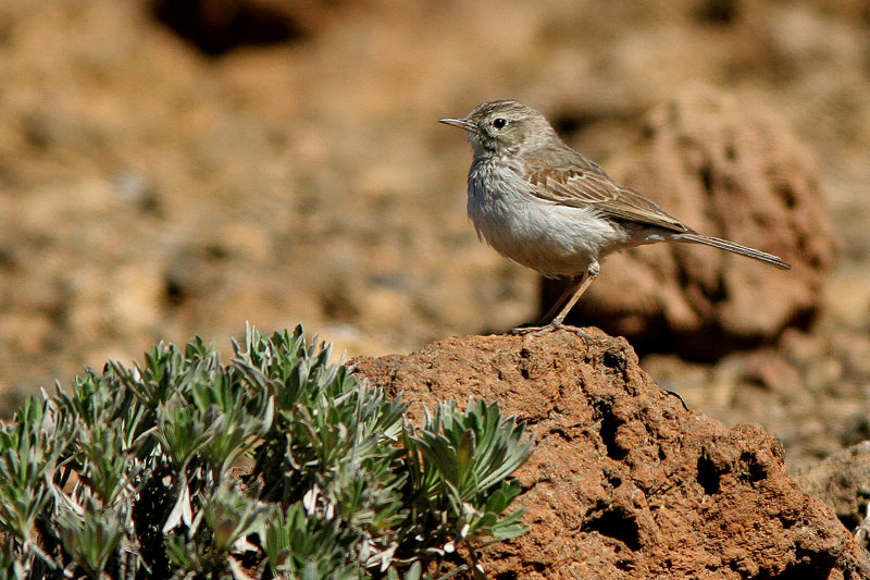 Kanariankirvinen Anthus berthelotii