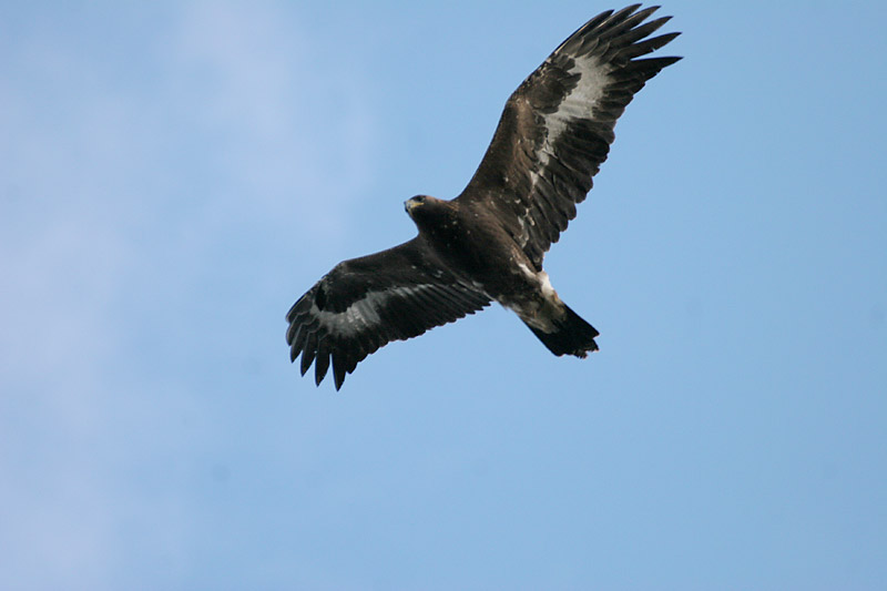 Maakotka Aquila chrysaetos