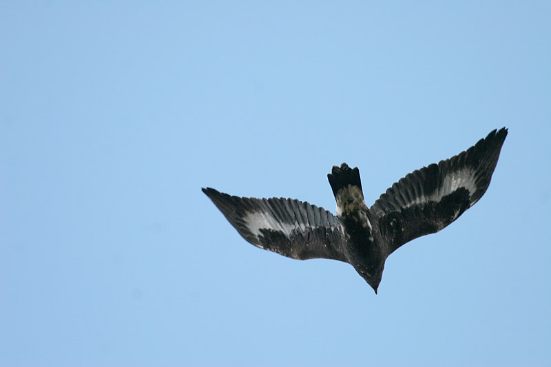 Maakotka Aquila chrysaetos