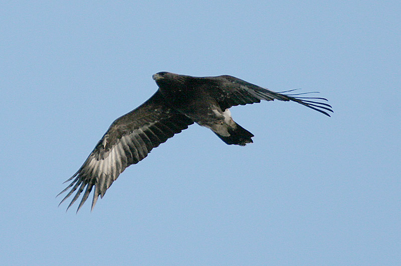 Maakotka Aquila chrysaetos