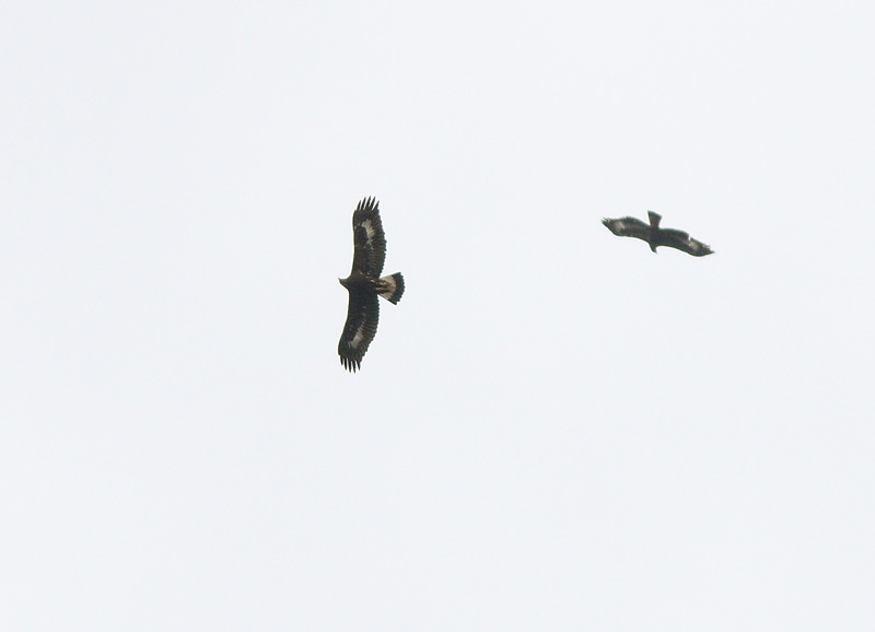 Maakotka Aquila chrysaetos