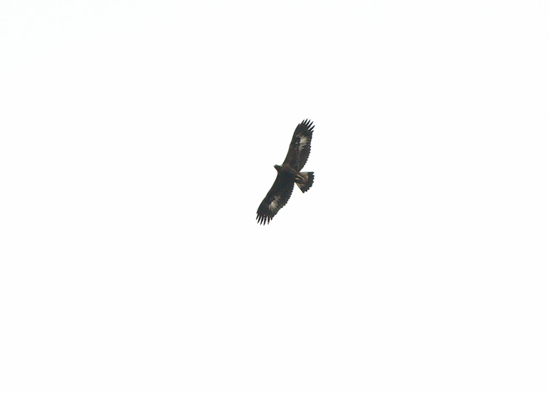 Maakotka Aquila chrysaetos