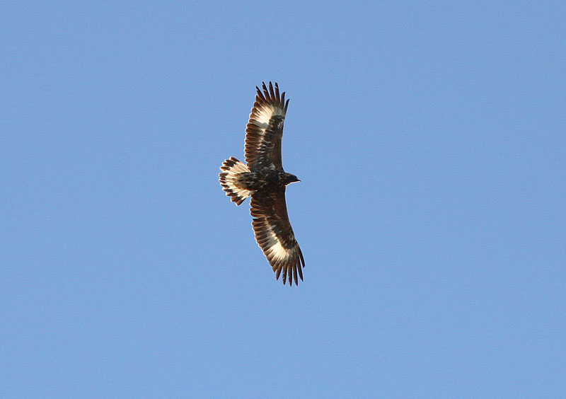 Maakotka Aquila chrysaetos