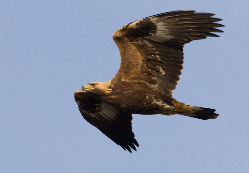 Maakotka Golden Eagle (Aquila chrysaetos)