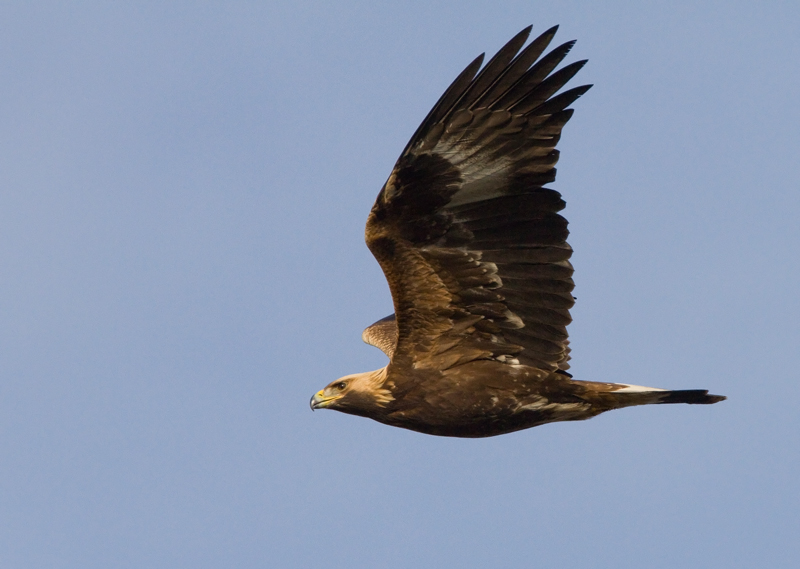 Maakotka Aquila chrysaetos